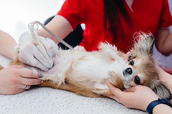 chihuahua getting an ultrasound